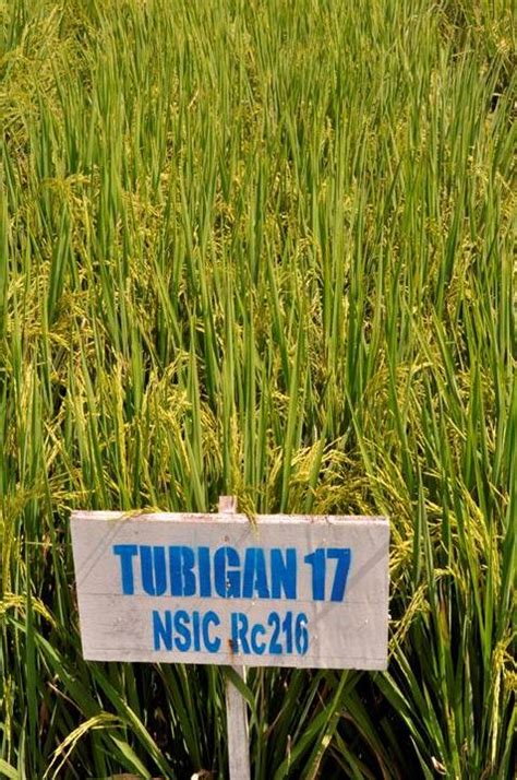 Top 4 most popular rice varieties .